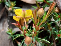Hibbertia acicularis