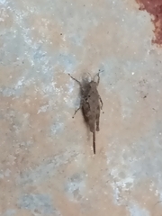 Tetrigidae