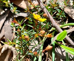 Hibbertia acicularis