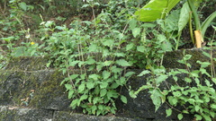 Achyranthes