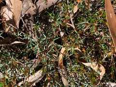 Hibbertia acicularis
