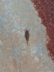 Tetrigidae