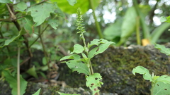Achyranthes