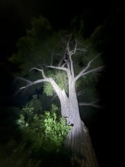 Populus deltoides