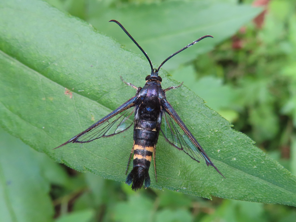 Cherry Tree Borer Moth