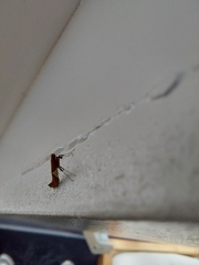 Caloptilia stigmatella