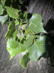 Populus deltoides