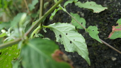 Achyranthes