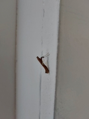 Caloptilia stigmatella