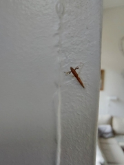 Caloptilia stigmatella