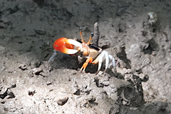 Tubuca coarctata