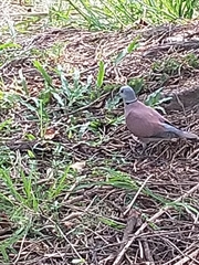 Streptopelia tranquebarica