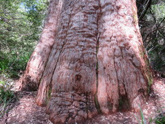 Eucalyptus jacksonii