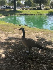 Branta canadensis