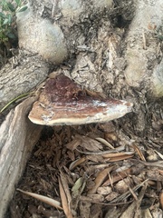 Ganoderma polychromum