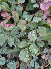 Sibbaldia procumbens