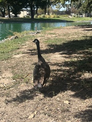 Branta canadensis