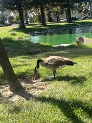 Branta canadensis