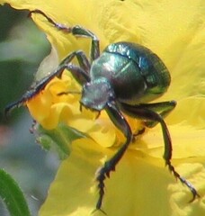 Diphucephala