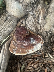 Ganoderma polychromum