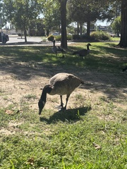 Branta canadensis