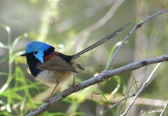 Malurus lamberti