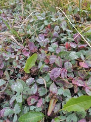 Sibbaldia procumbens