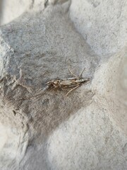 Catoptria falsella