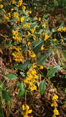 Podolobium ilicifolium