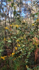 Podolobium ilicifolium