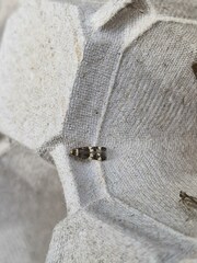 Oegoconia deauratella