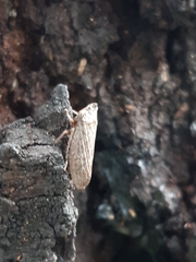 Stenocotini