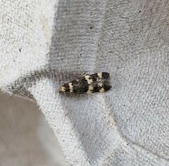 Oegoconia deauratella