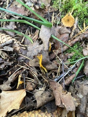 Calocera viscosa