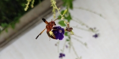 Rhynchium oculatum