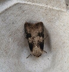 Agrotis puta