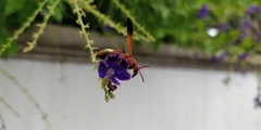 Rhynchium oculatum