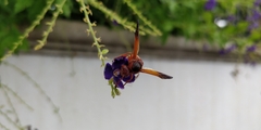 Rhynchium oculatum