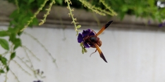 Rhynchium oculatum