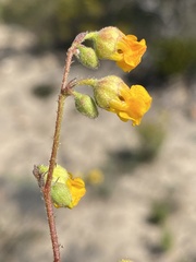 Hermannia althaeoides