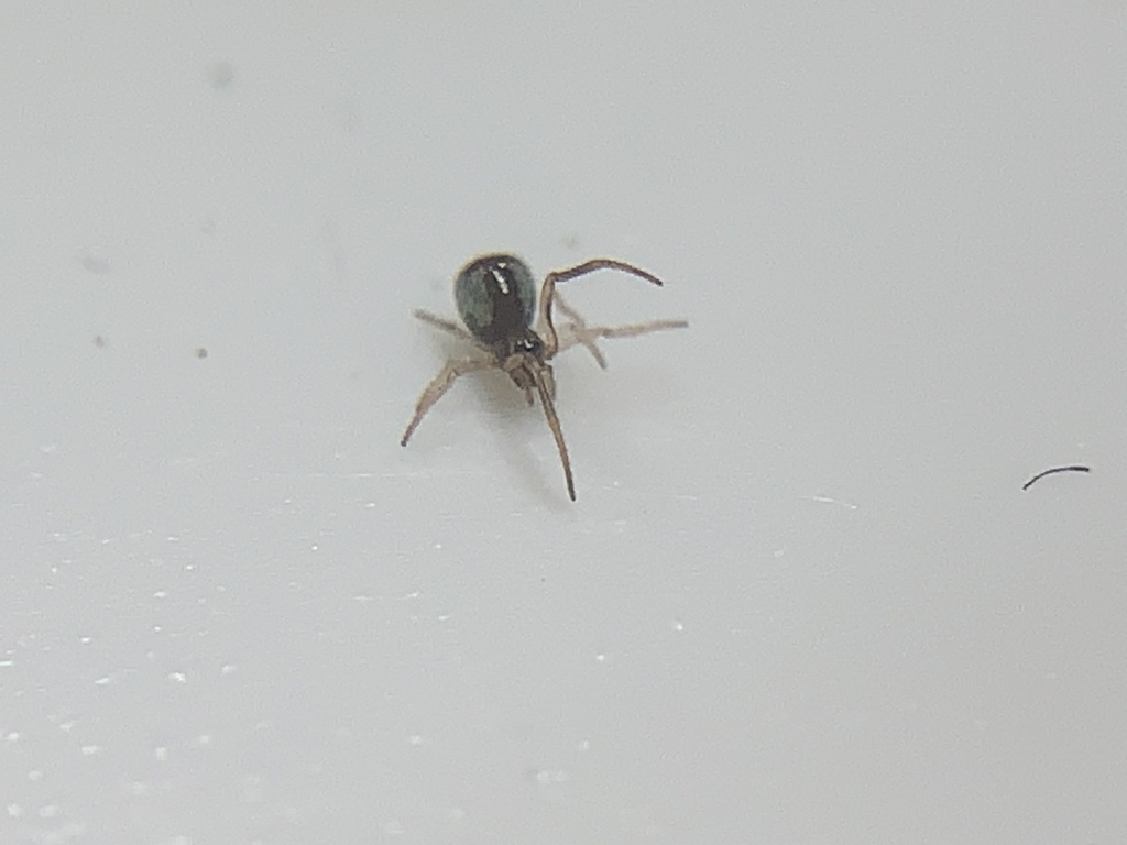 American Dewdrop Spider from SH-332, Lake Jackson, TX, US on September ...