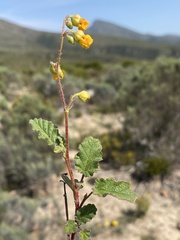 Hermannia althaeoides