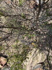 Hermannia althaeoides