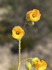 Hermannia althaeoides