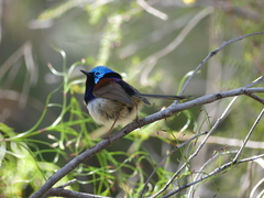 Malurus lamberti