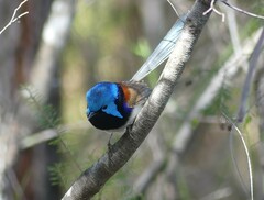 Malurus lamberti