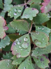 Sibbaldia procumbens