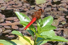 Rhodothemis lieftincki