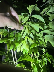 Acer negundo