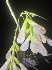 Acer negundo